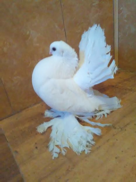  - porumbei siberieni