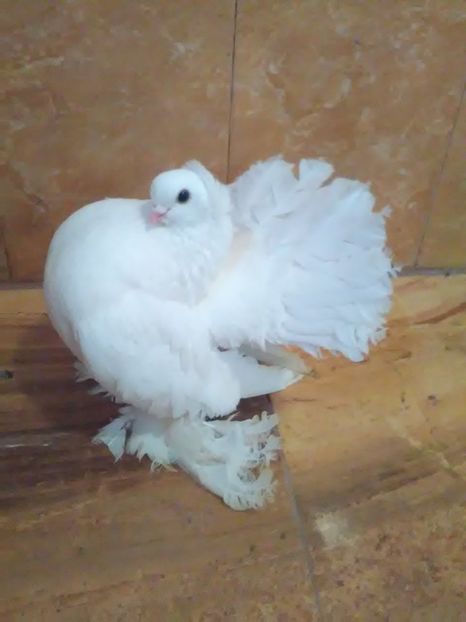  - porumbei siberieni