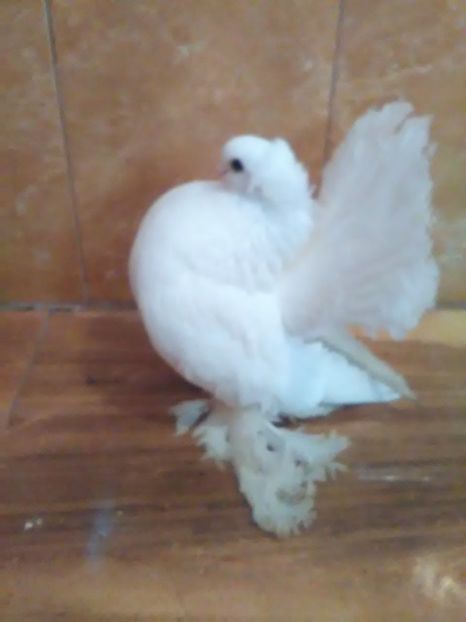  - porumbei siberieni