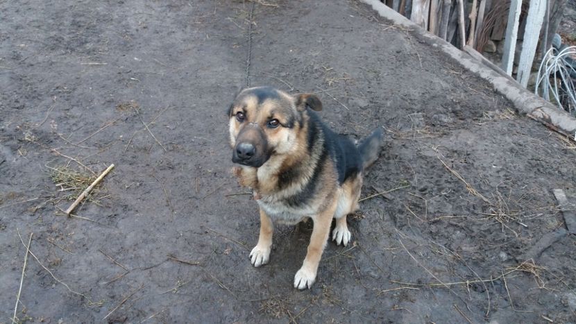 IMG-20171226-WA0026 - Tzuky si Cookie