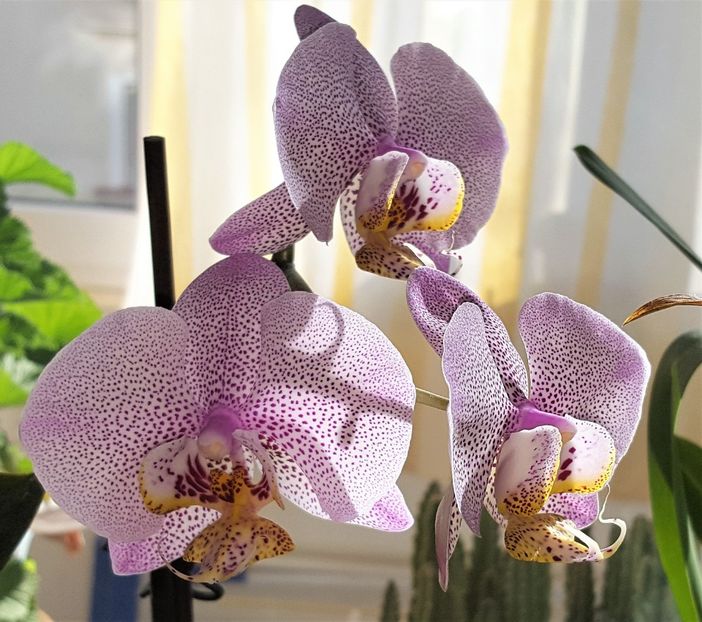  - Phalaenopsis 1