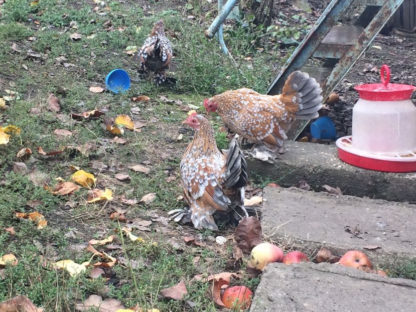 06A0D8C1-A2B5-4A8B-98BB-1BB1732A2BEE - 5-COMENZI OUA MII DE FLORI