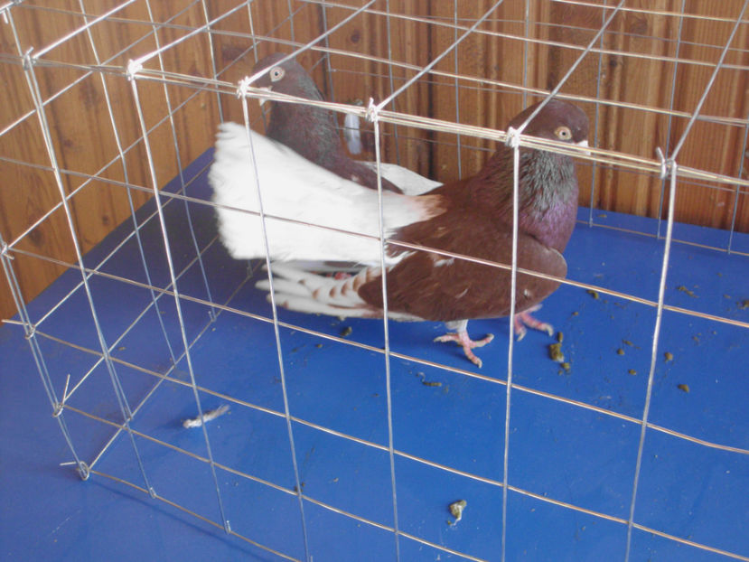  - CIUNG DE BUCURESTI