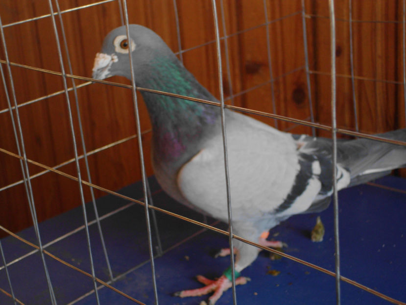  - VOIAJORI DE VINZARE 40 LEI BUCATA