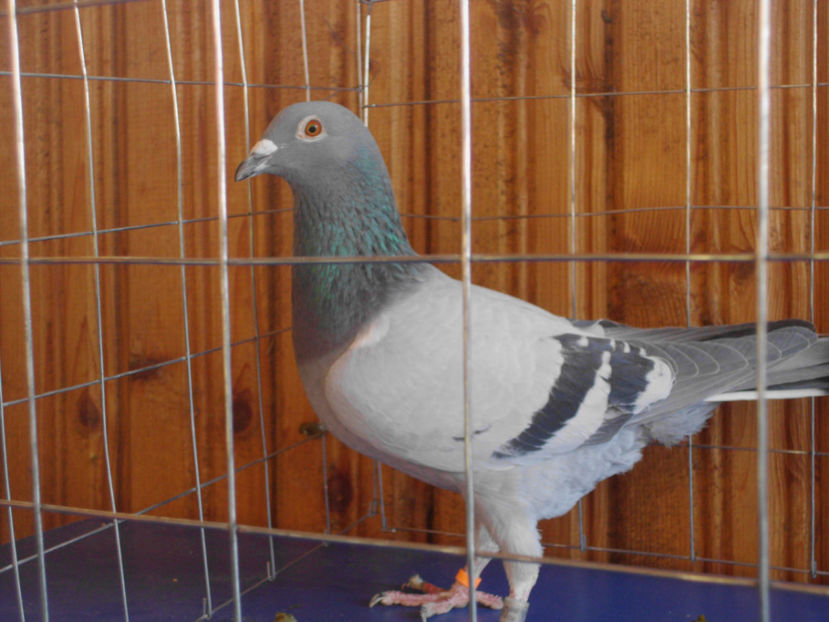  - VOIAJORI DE VINZARE 40 LEI BUCATA