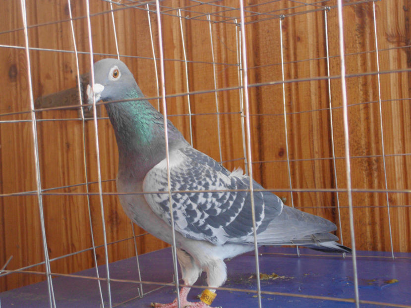  - VOIAJORI DE VINZARE 40 LEI BUCATA