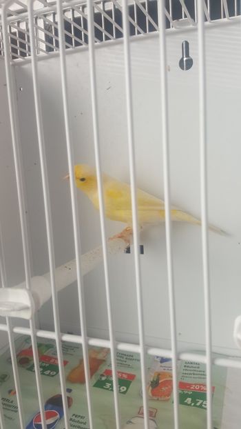  - Canari