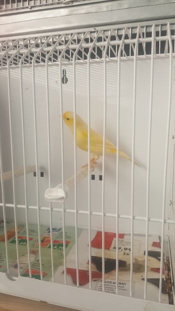 - Canari