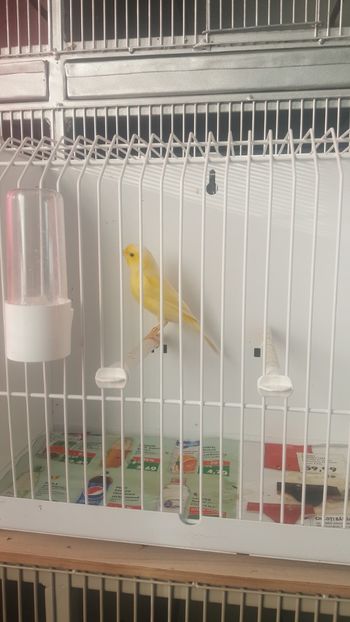  - Canari