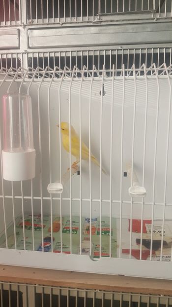  - Canari