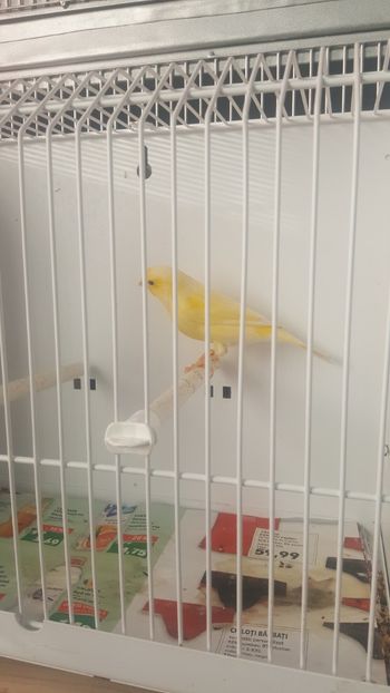  - Canari