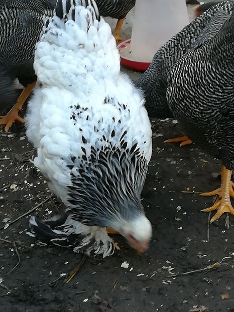  - Tineret din rasele care le detin 2017