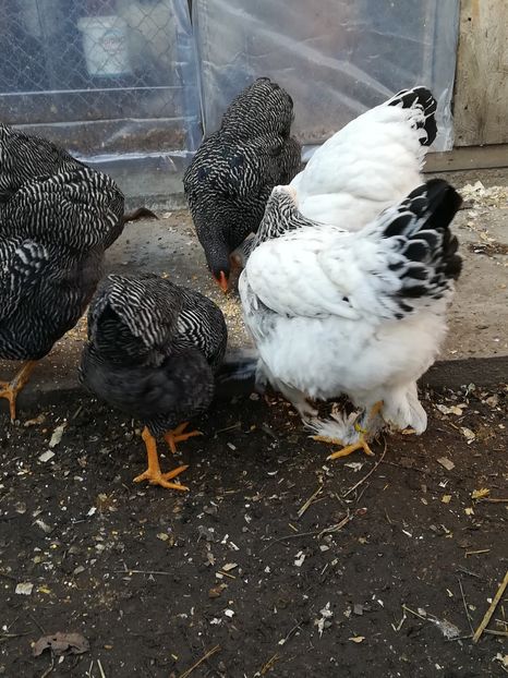  - Tineret din rasele care le detin 2017