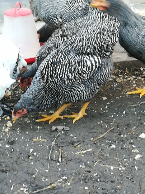  - Tineret din rasele care le detin 2017