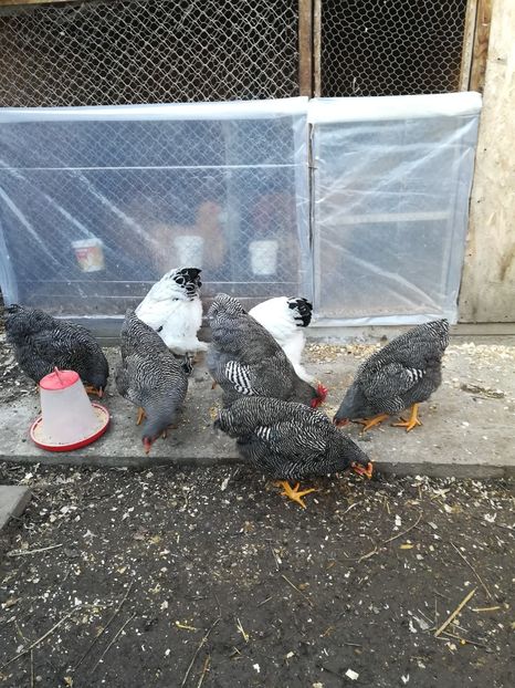  - Tineret din rasele care le detin 2017