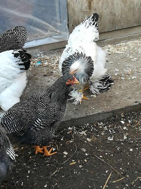  - Tineret din rasele care le detin 2017