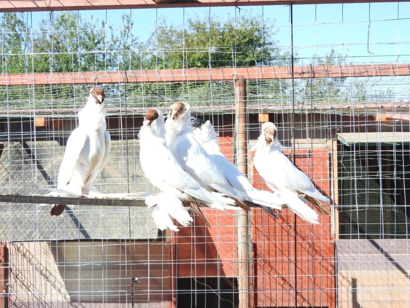  - 08 --- cap- de- maur