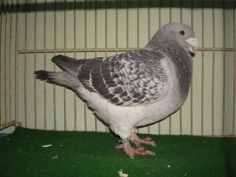 M 2014-Vandut - Porumbei Standard - Vanduti