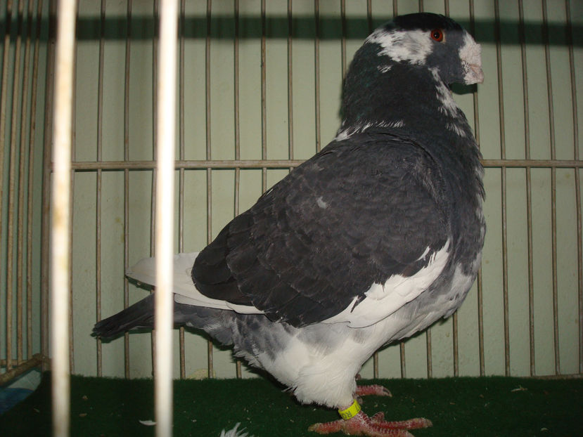 M- 2011 - Vandut - Porumbei Americani-Vanduti