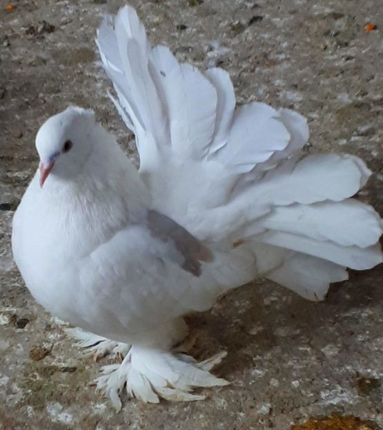  - Voltati indieni matca 2018