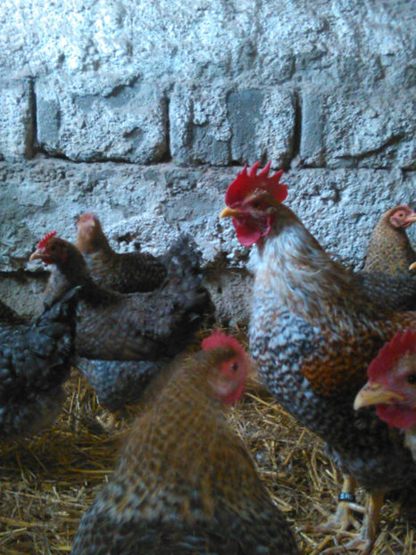  - BIELEFELDER PITIC 2018