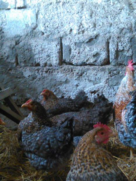  - BIELEFELDER PITIC 2018