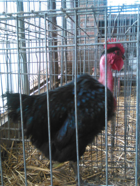  - GAT GOLAS DE TRANSILVANIA NEGRU PT 2018