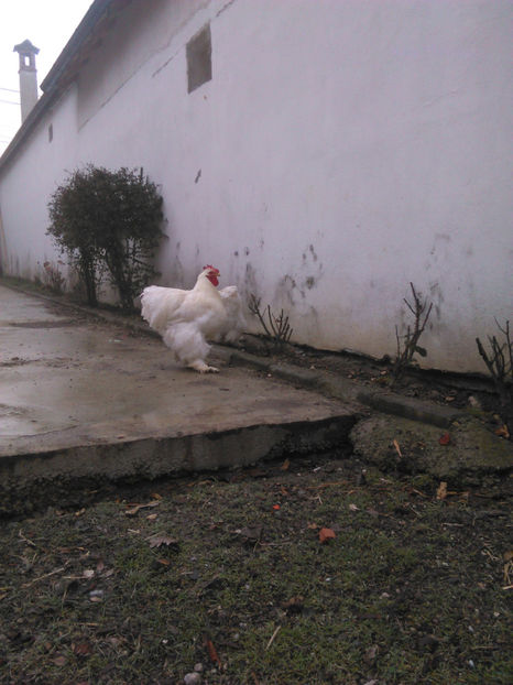  - COCHINCHINA URIAS ALB 2018