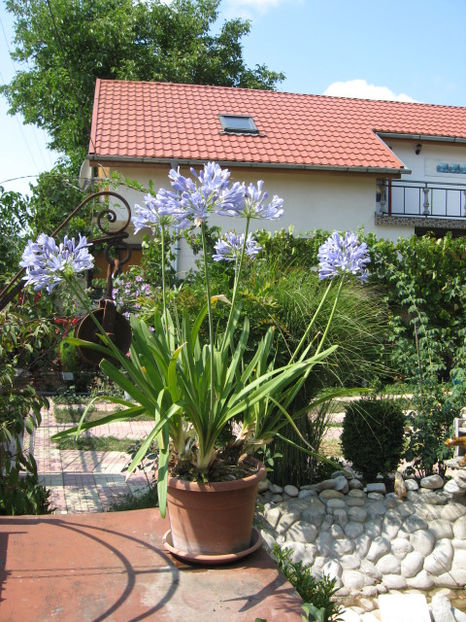 Picture 8347 - 3 FLORI DE CAMERA