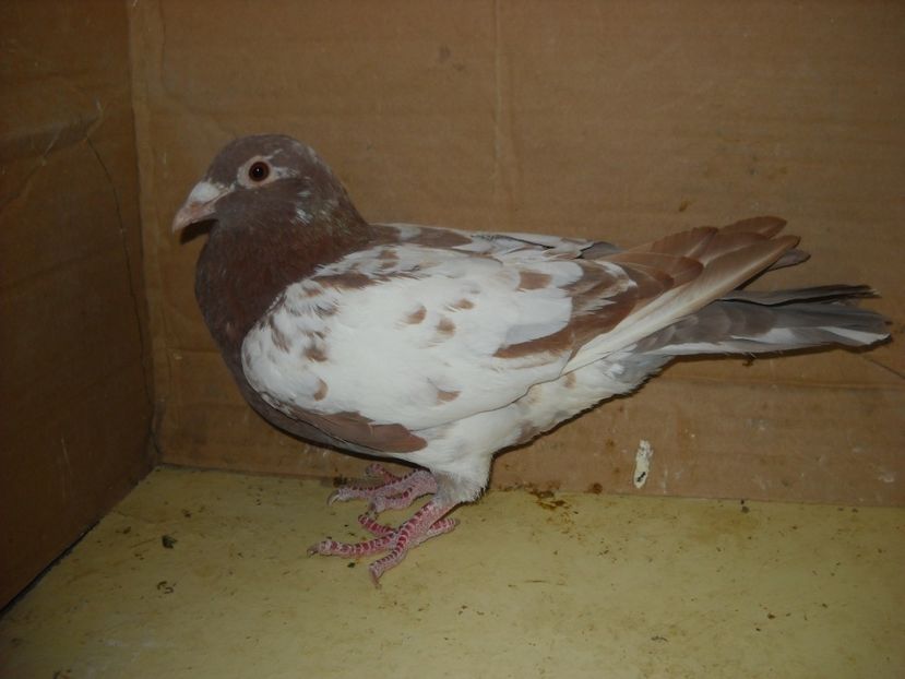 F.2017 - PORUMBEI VANDUTI