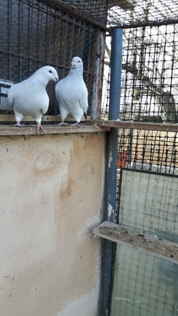 - Porumbei standard