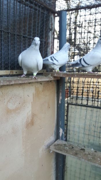  - Porumbei standard