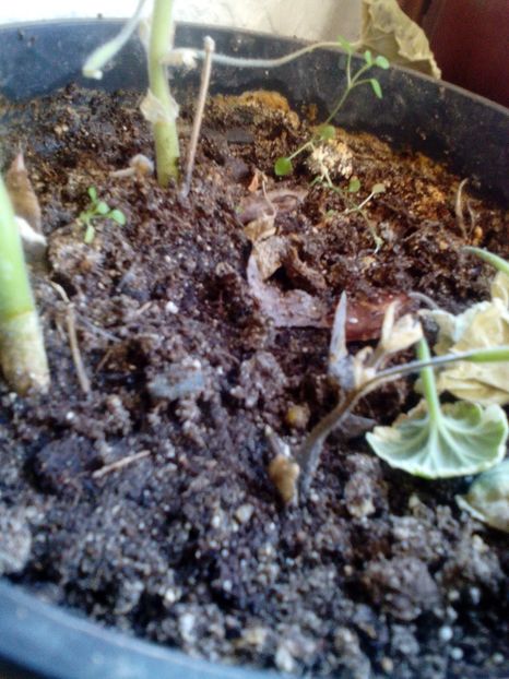  - Muscata suferinda!