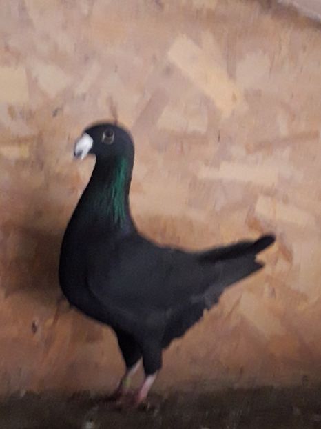 F 2017 - Amintiri frumoase