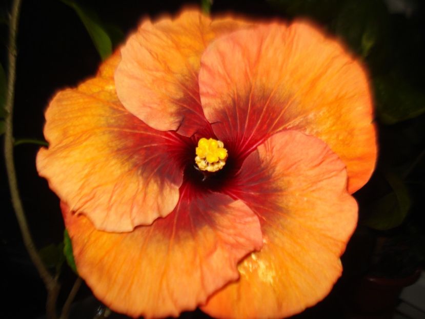  - Hibiscus Tahitian Dark Congo
