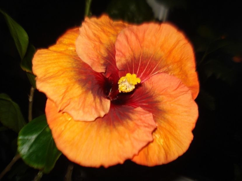  - Hibiscus Tahitian Dark Congo