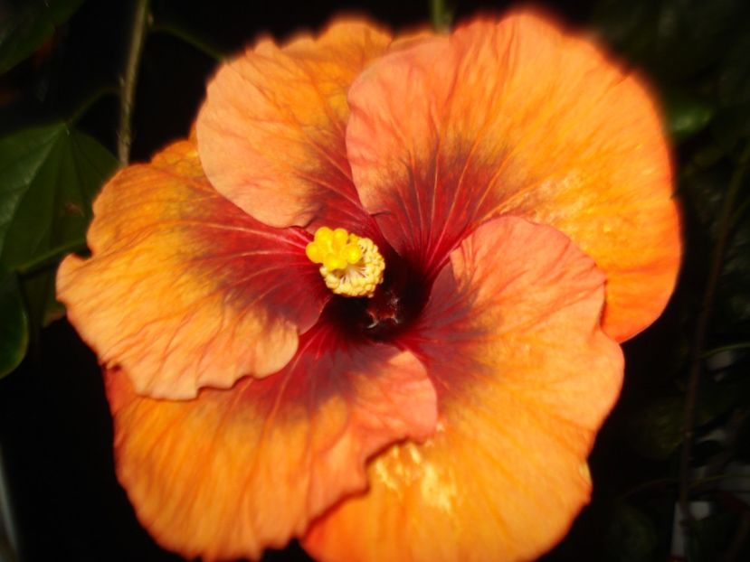  - Hibiscus Tahitian Dark Congo