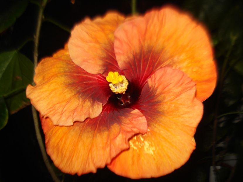  - Hibiscus Tahitian Dark Congo