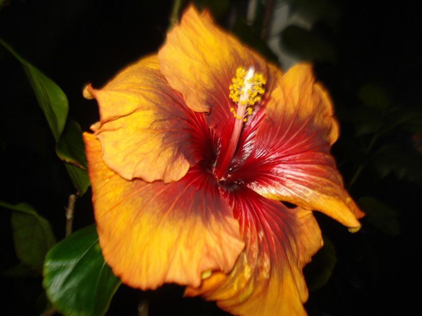 A treia zi... - Hibiscus Tahitian Dark Congo