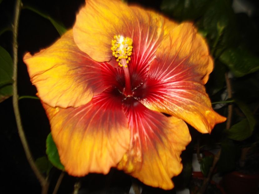  - Hibiscus Tahitian Dark Congo