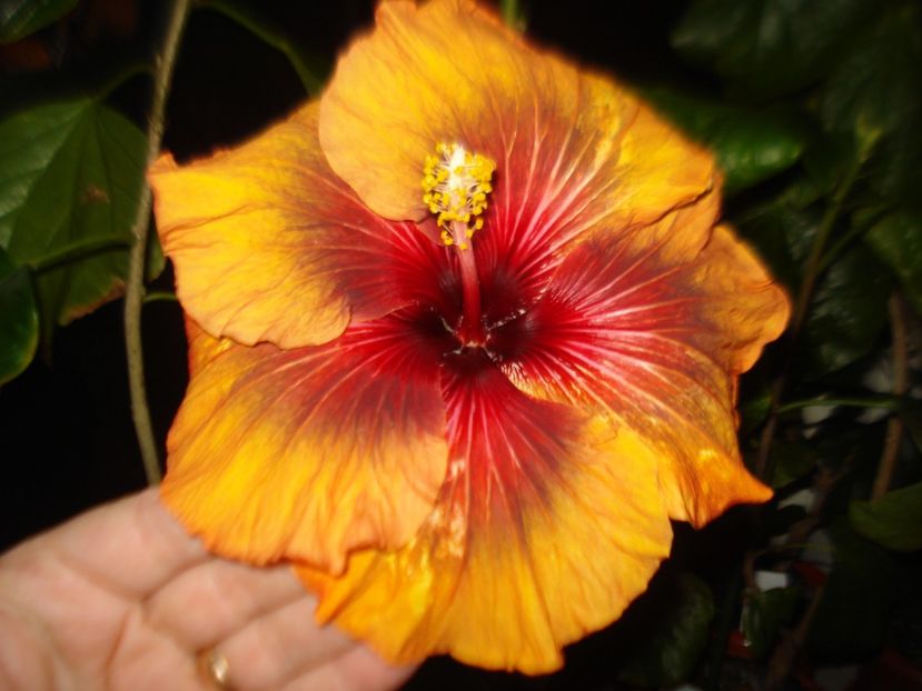  - Hibiscus Tahitian Dark Congo
