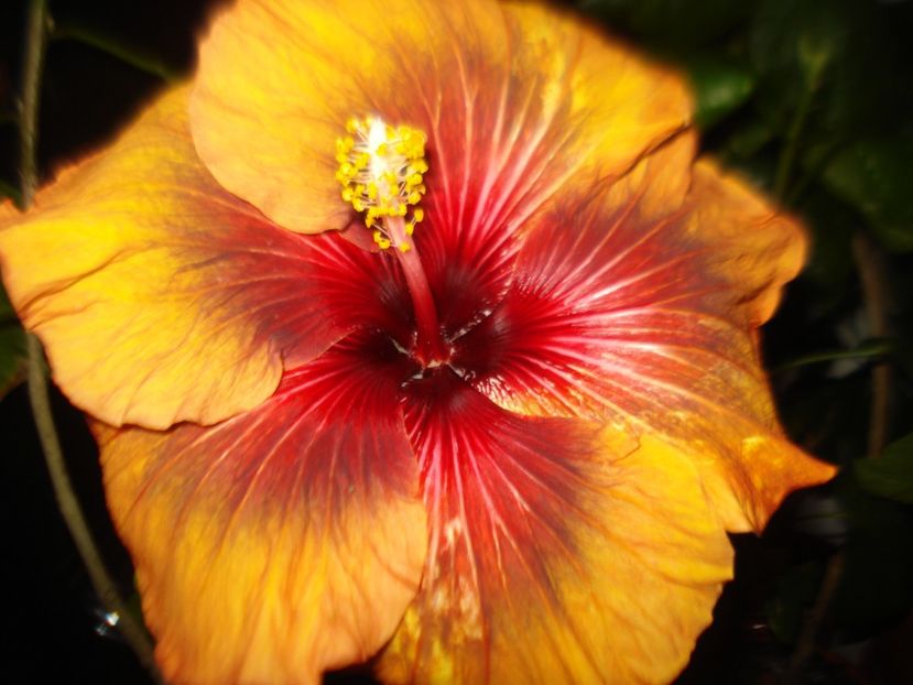  - Hibiscus Tahitian Dark Congo
