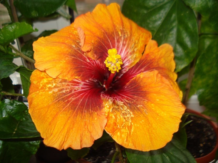  - Hibiscus Tahitian Dark Congo