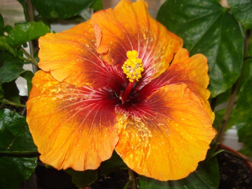  - Hibiscus Tahitian Dark Congo