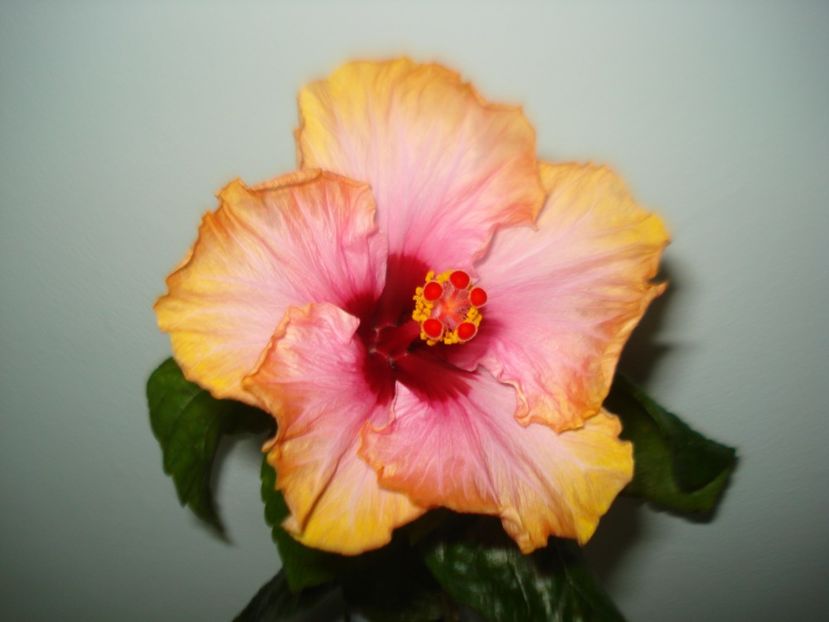  - Hibiscus Erin Rachel