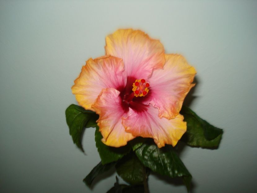  - Hibiscus Erin Rachel