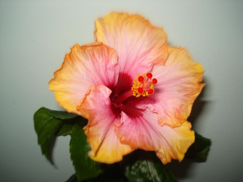  - Hibiscus Erin Rachel