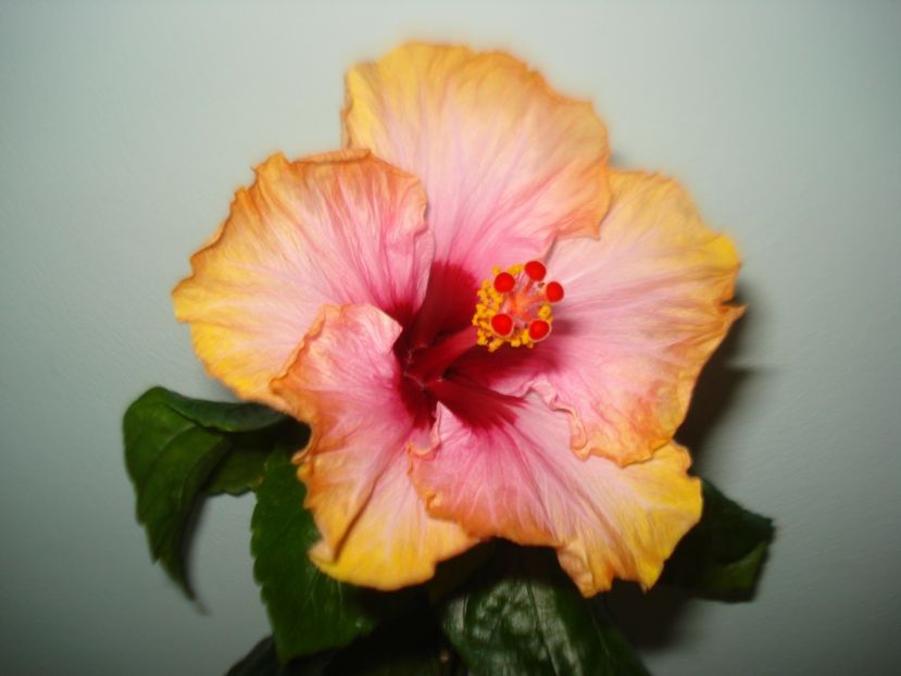  - Hibiscus Erin Rachel