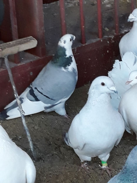 Picture 002 - DE VANZARE VOIAJORI ROMANESC DE FRUMUSETE SI SHOW RACER AMERICAN