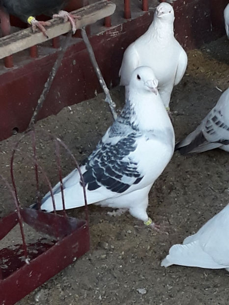 Picture 013 - DE VANZARE VOIAJORI ROMANESC DE FRUMUSETE SI SHOW RACER AMERICAN